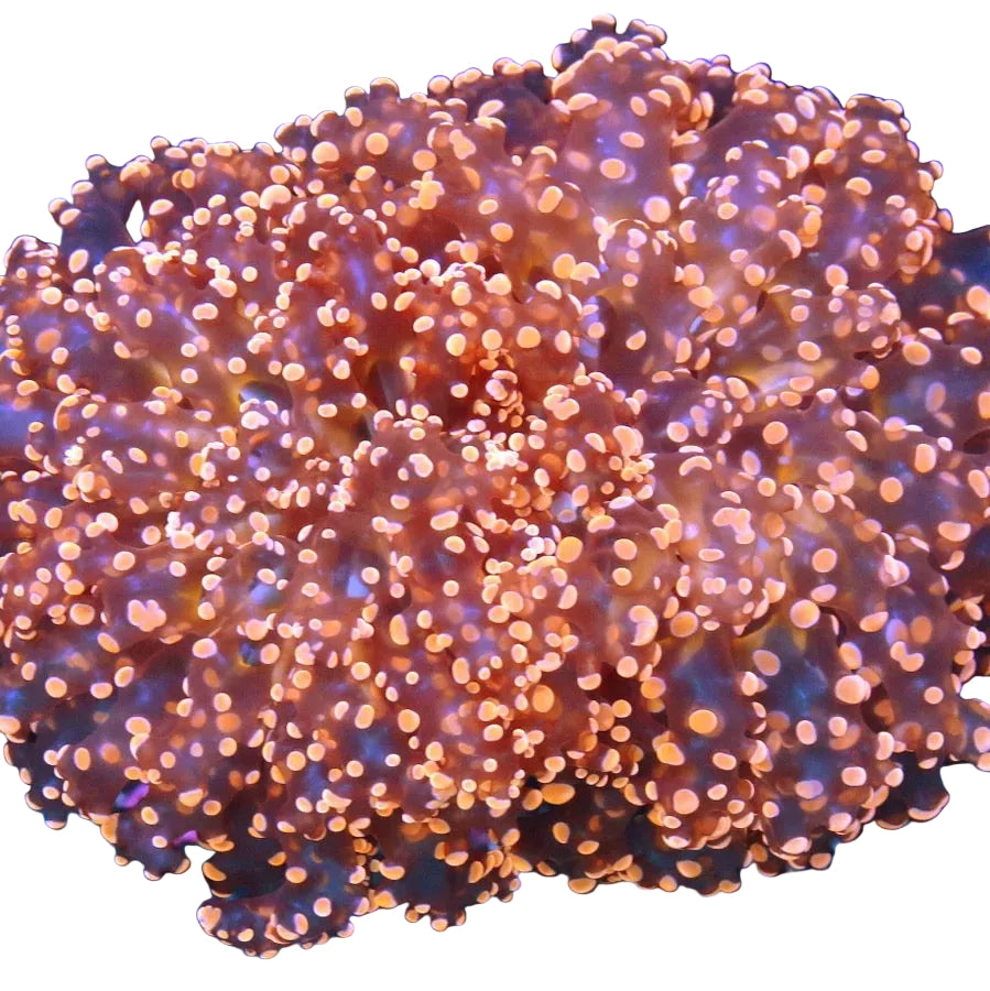 Frogspawn