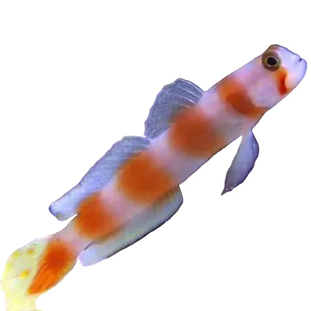 Pink Bar Goby