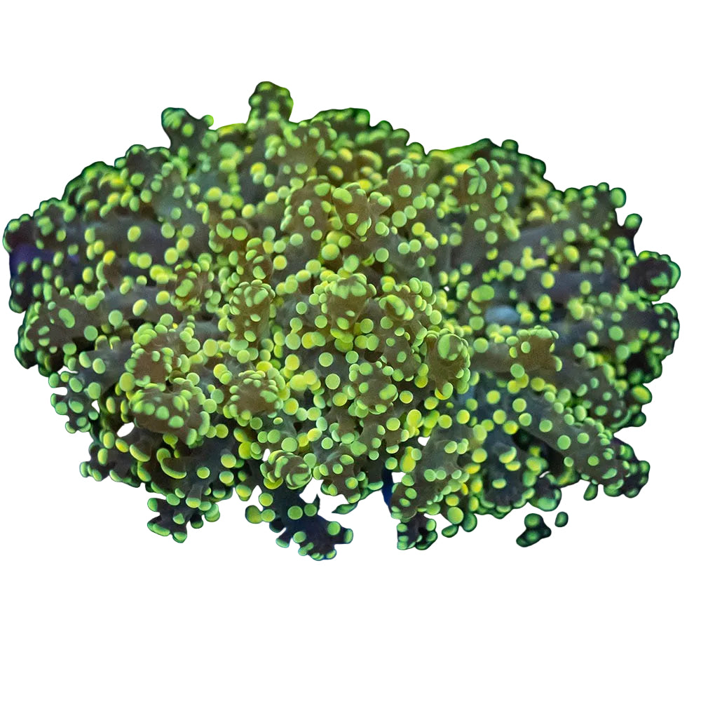 Frogspawn
