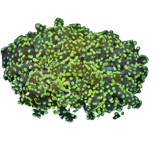 Frogspawn