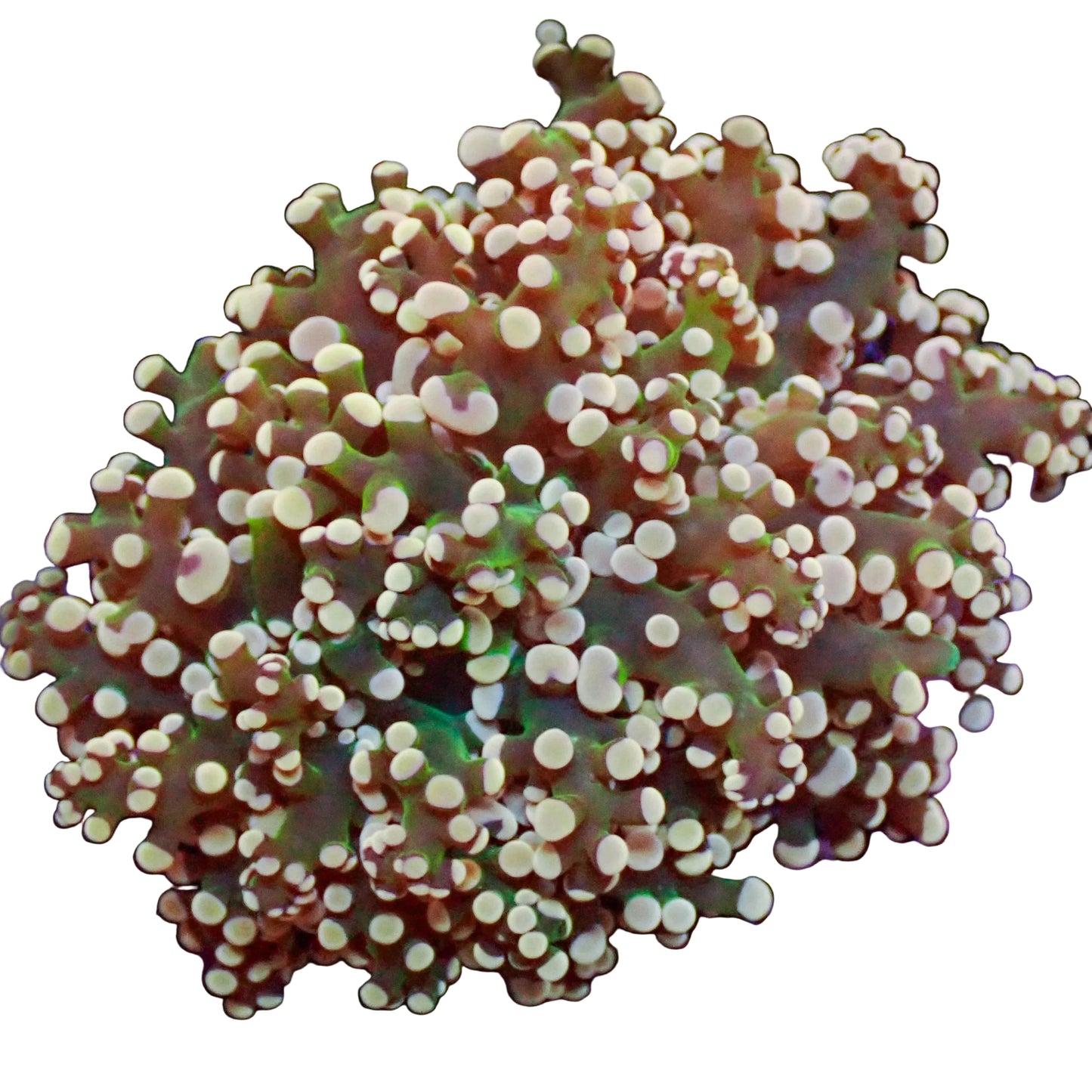 Frogspawn