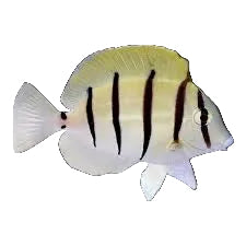 Convict Tang