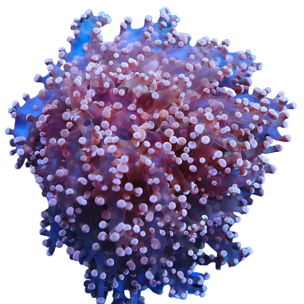 Frogspawn