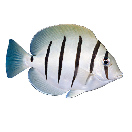 Hükümlü Tang