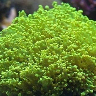 Frogspawn