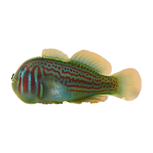 Ripple Coral Goby
