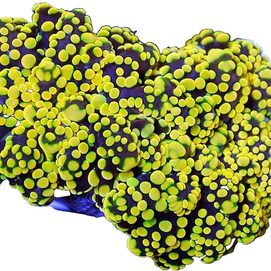 Frogspawn