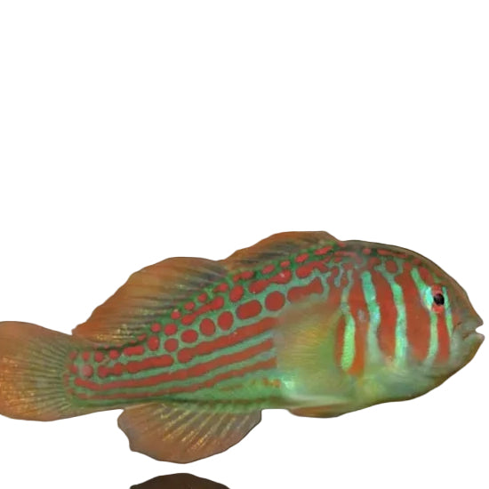 Ripple Coral Goby