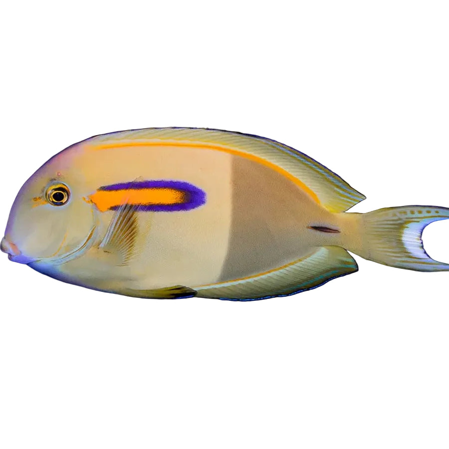 Orange Shoulder Tang