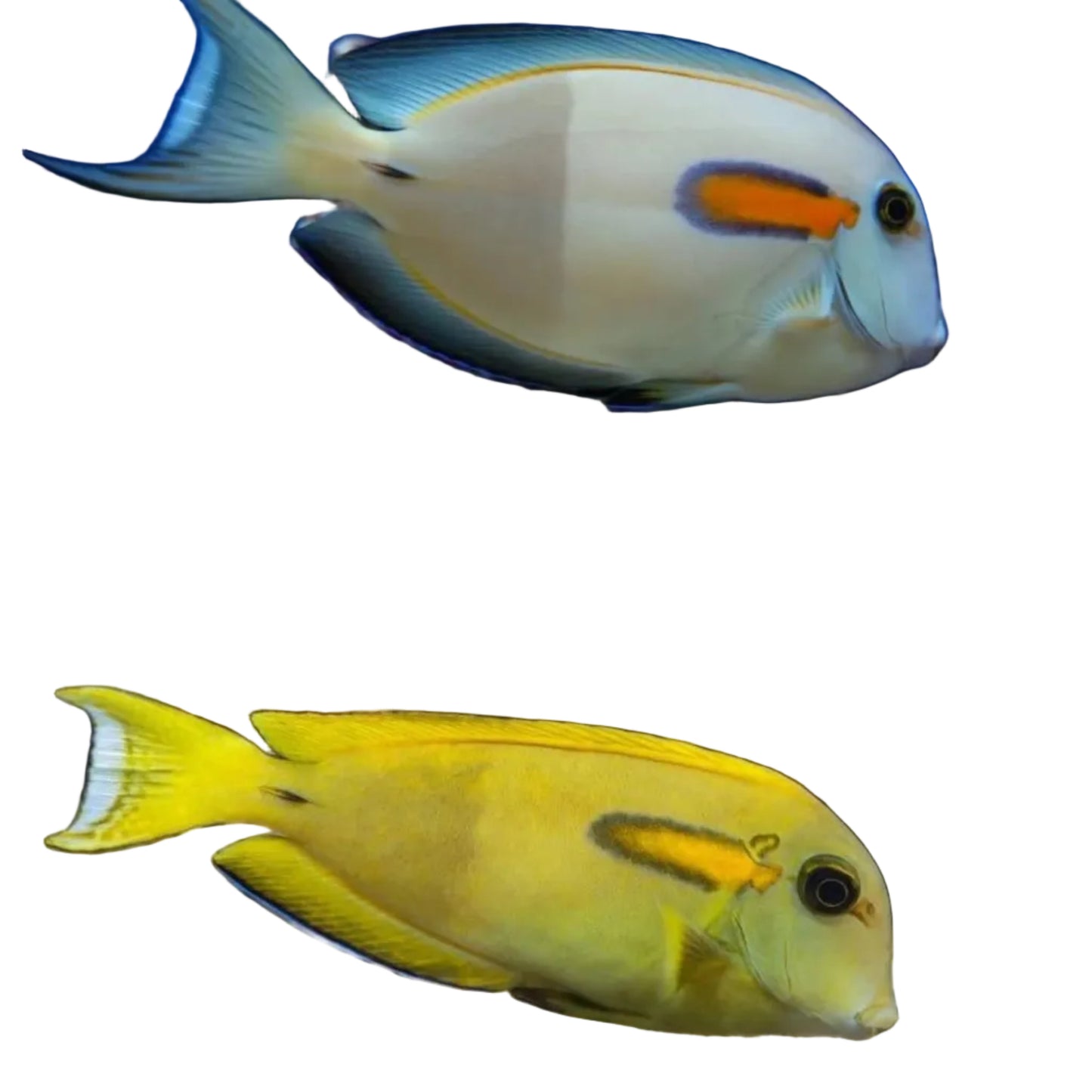 Orange Shoulder Tang