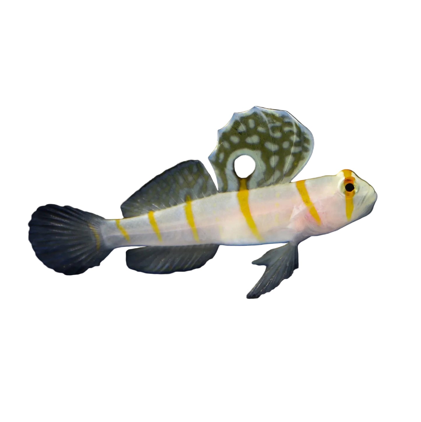Randalli Goby (Karides Goby)