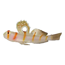 Randalli Goby (Karides Goby)