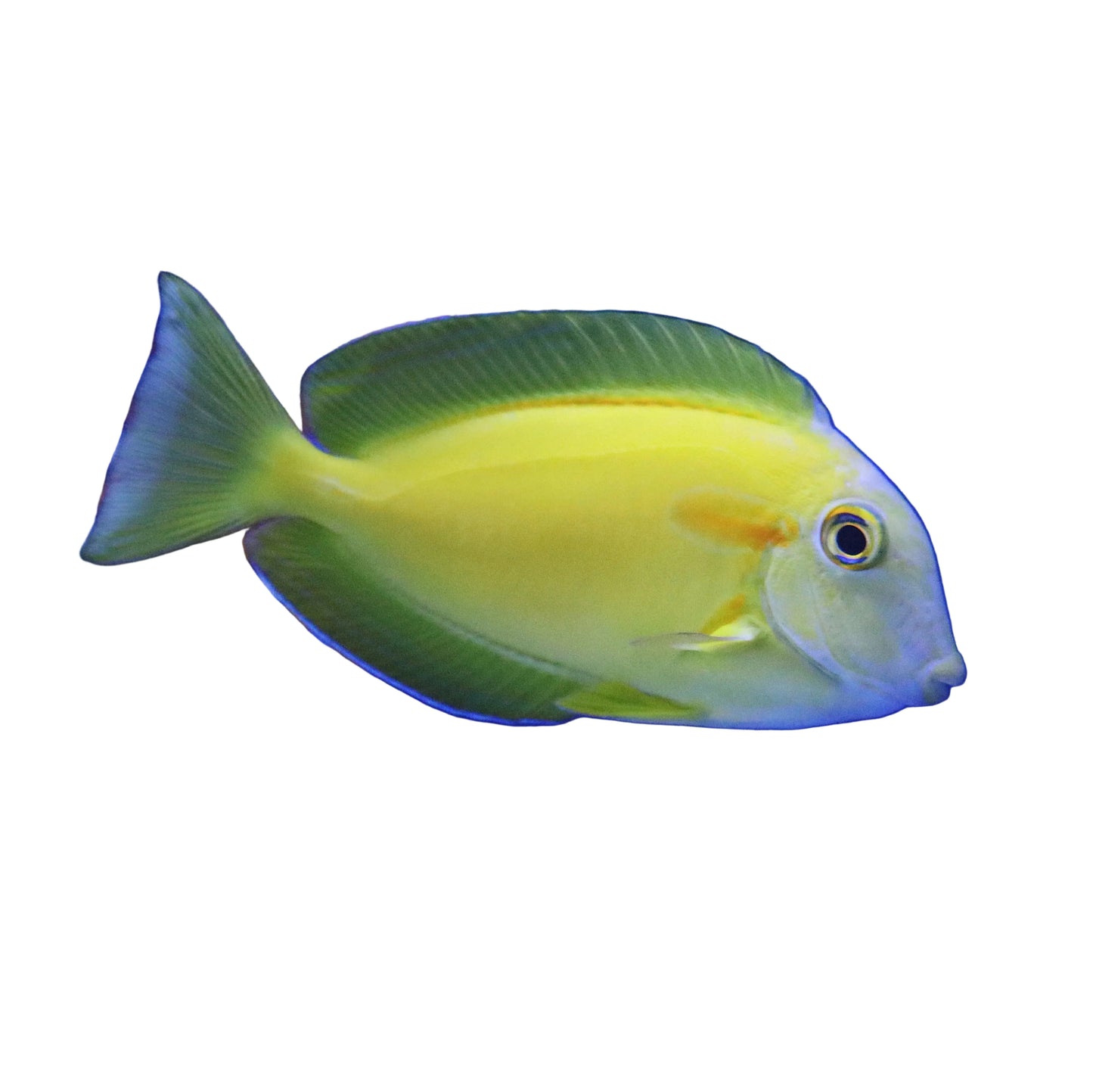 Orange Shoulder Tang