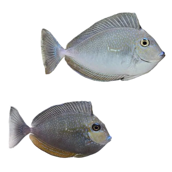 Vlaming Tang