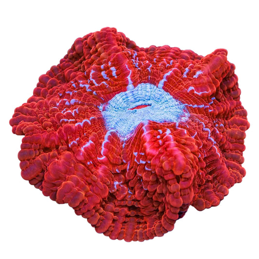 Indophyllia Coral