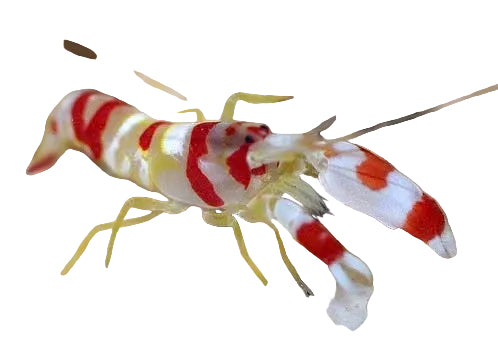 Randalli Goby (Karides Goby)