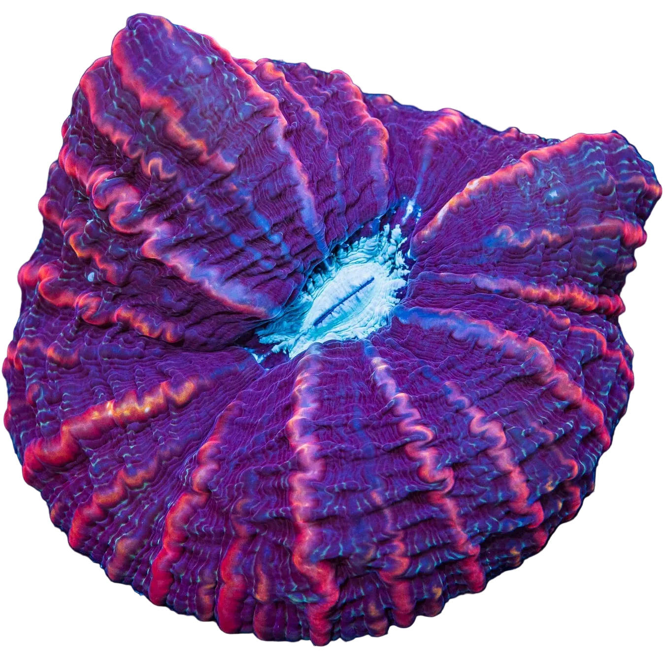 Indophyllia Coral