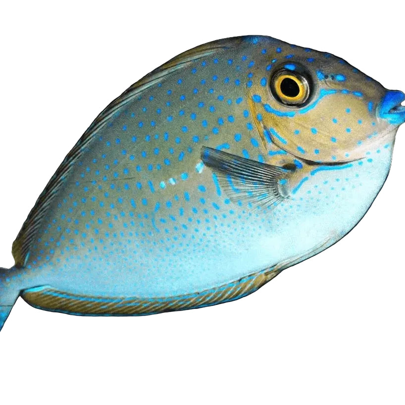 Vlaming Tang