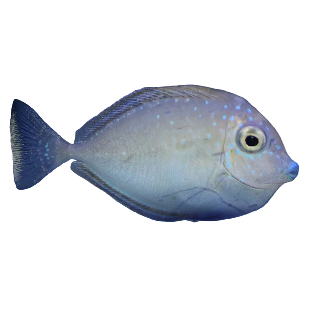 Vlaming Tang