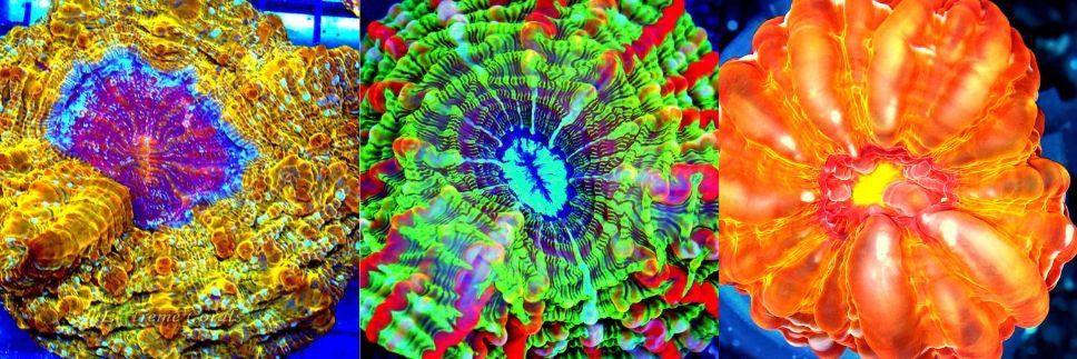 Indophyllia Coral