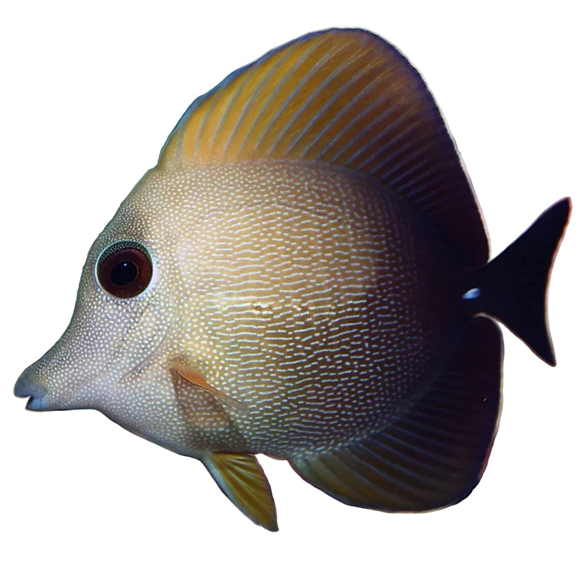 Brown Tang