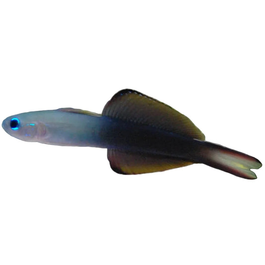 Blue Rocket (Dart) Goby