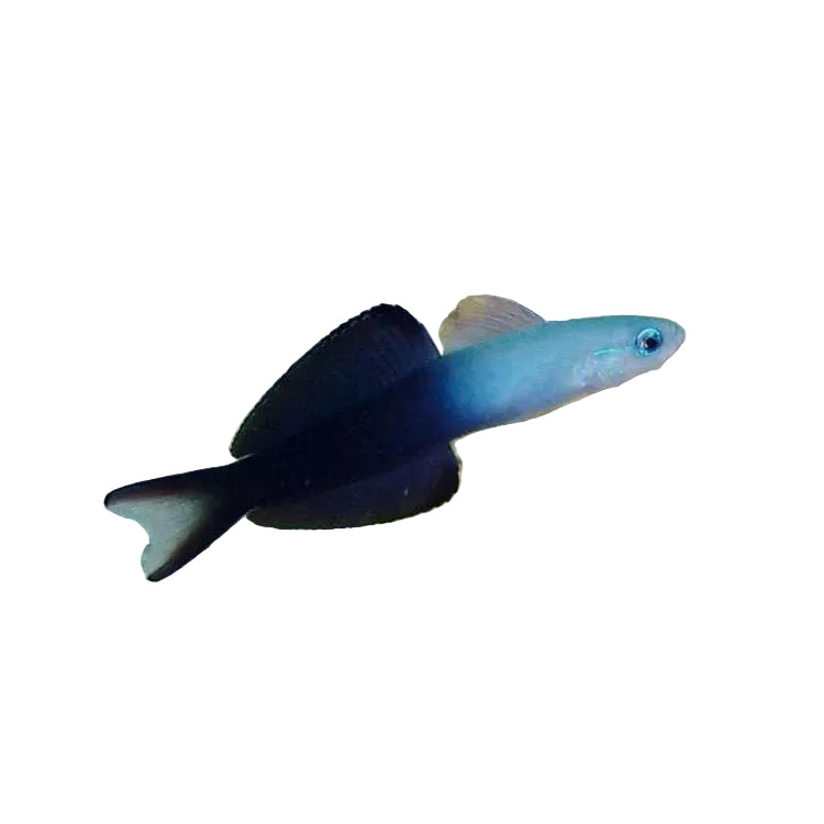 Blue Rocket (Dart) Goby