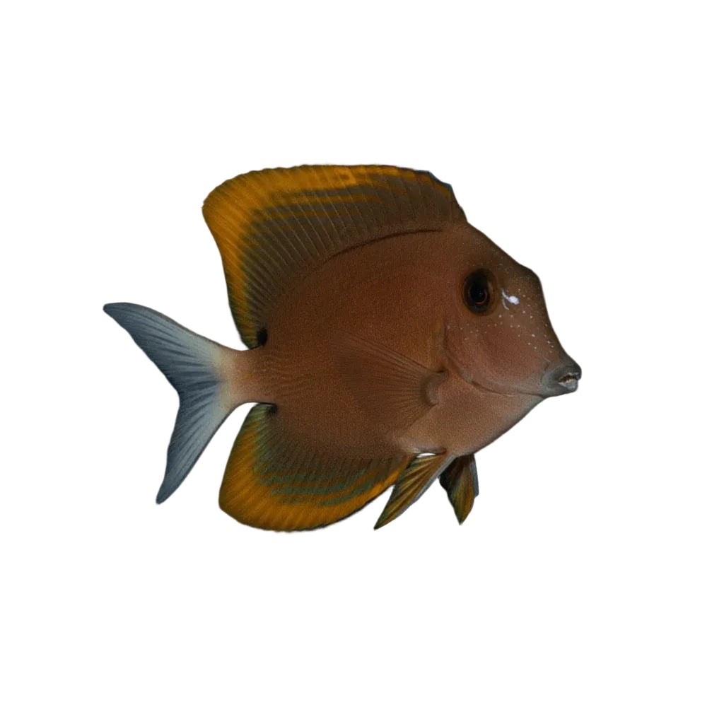 Tomini Tang