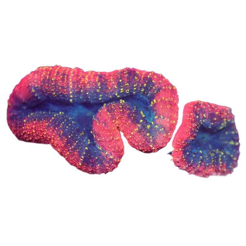 Lobophyllia