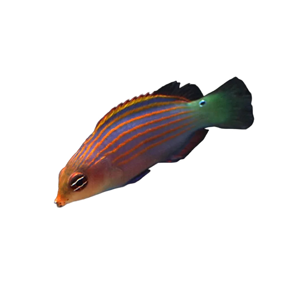 Sixline Wrasse