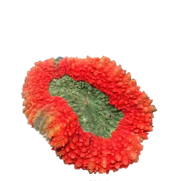 Lobophyllia