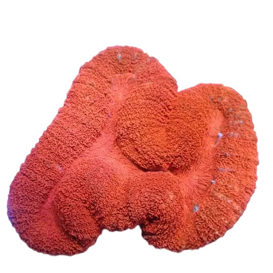 Lobophyllia - RED