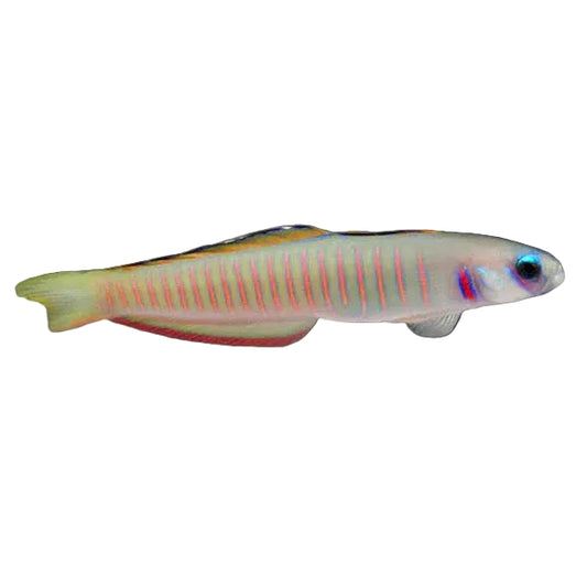 Zebra Dart Goby (Chinese Zebra Goby)