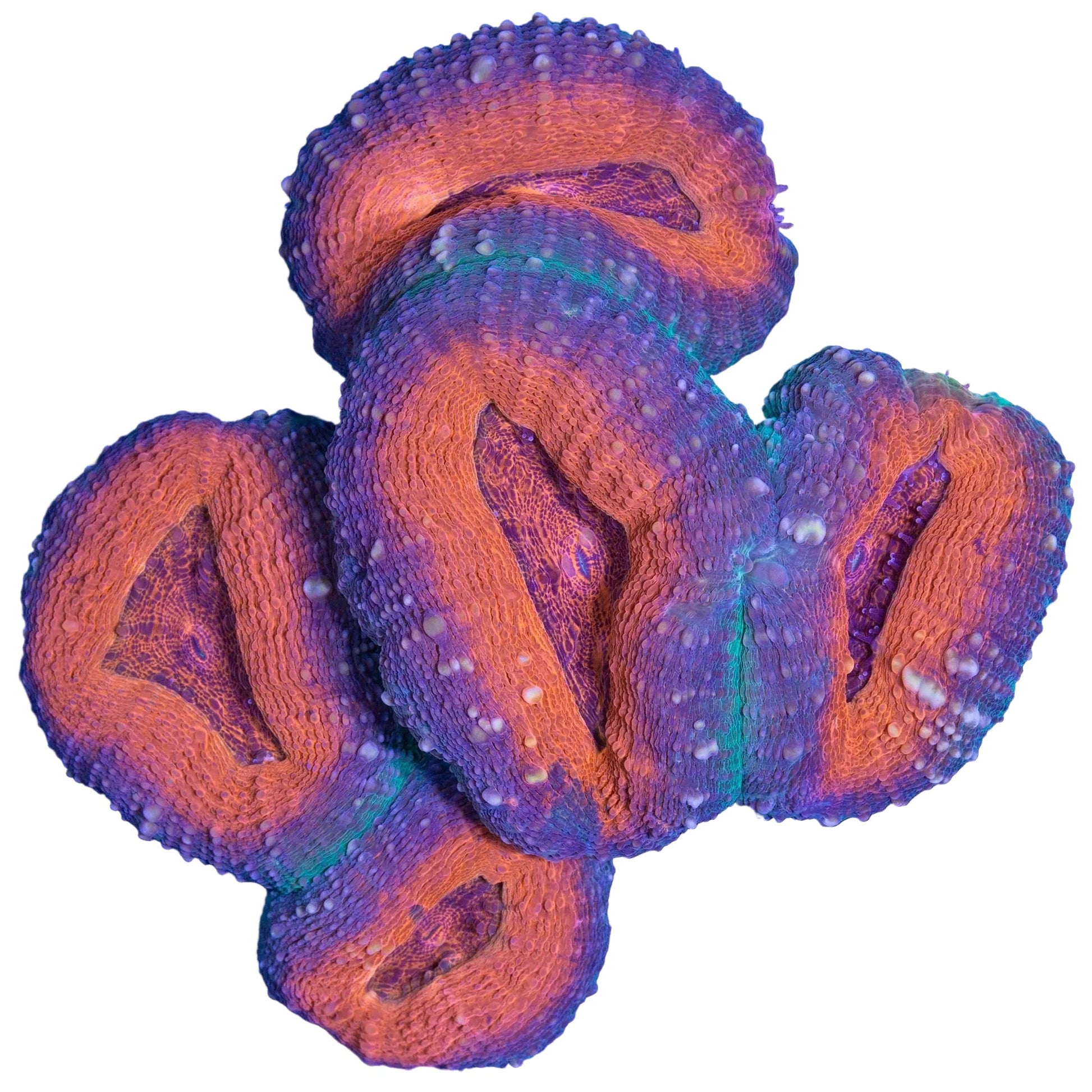 Lobophyllia