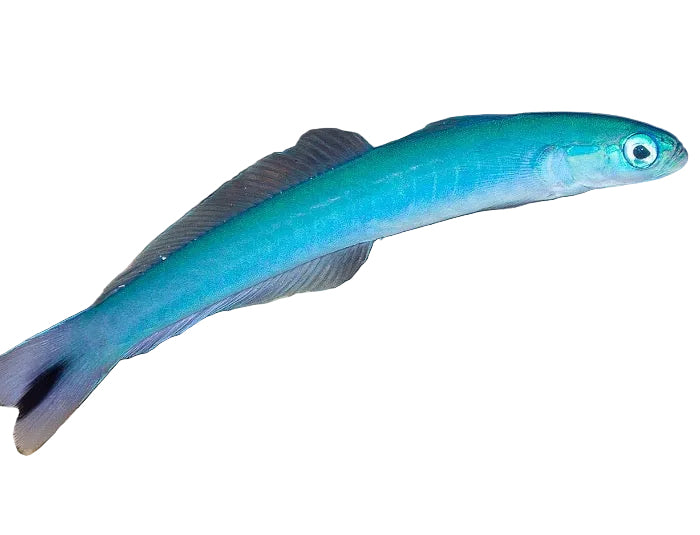 Blue Gudgeon Goby