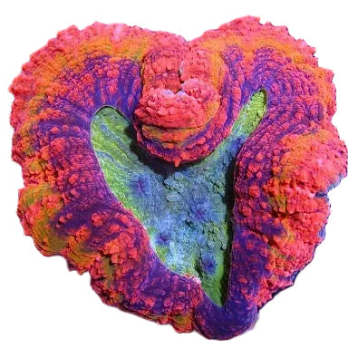 Lobophyllia - RAİNBOW