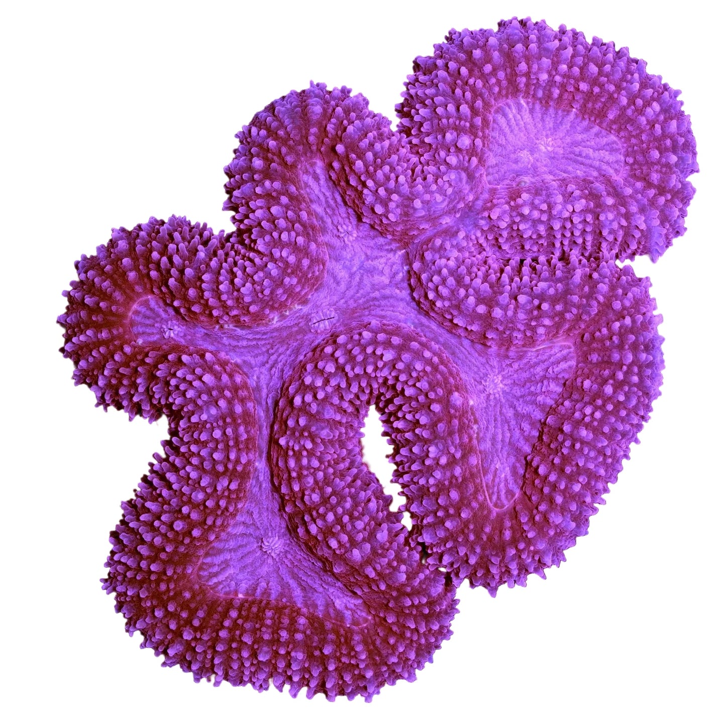 Lobophyllia - PİNK
