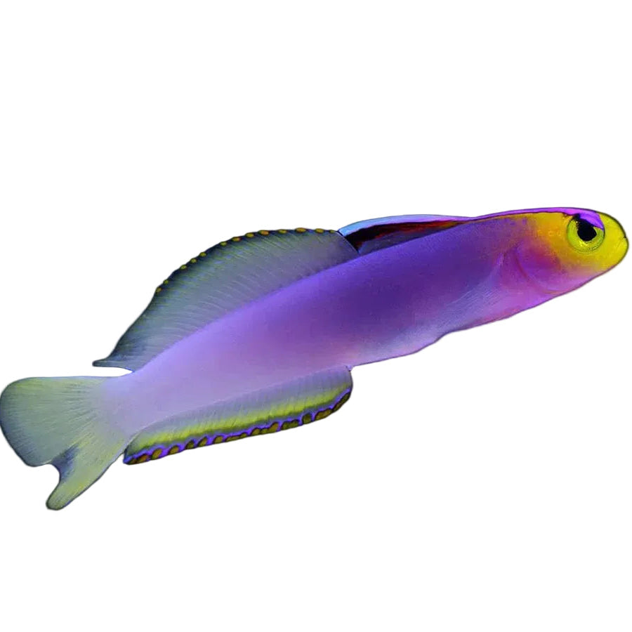 Helfrich Goby