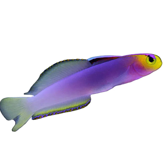 Helfrich's Goby