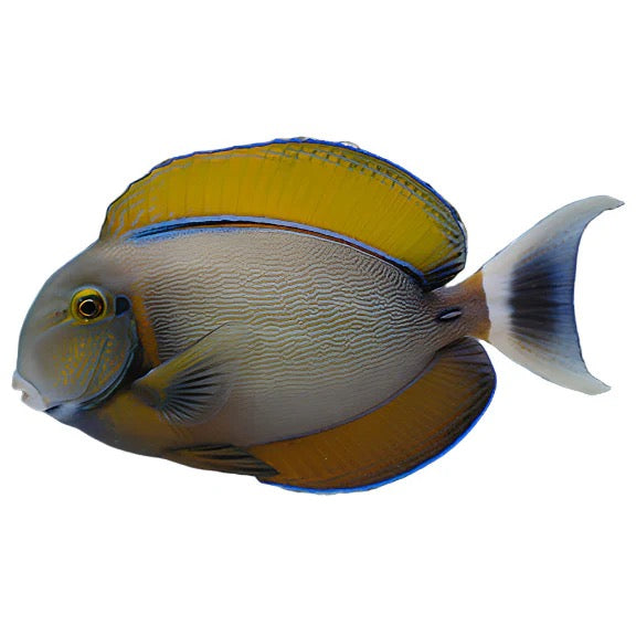 Bariene Tang