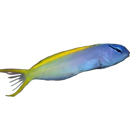 Forktail Blenny