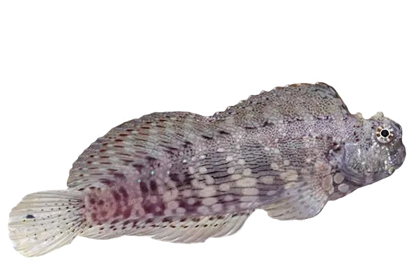 Algeater Blenny