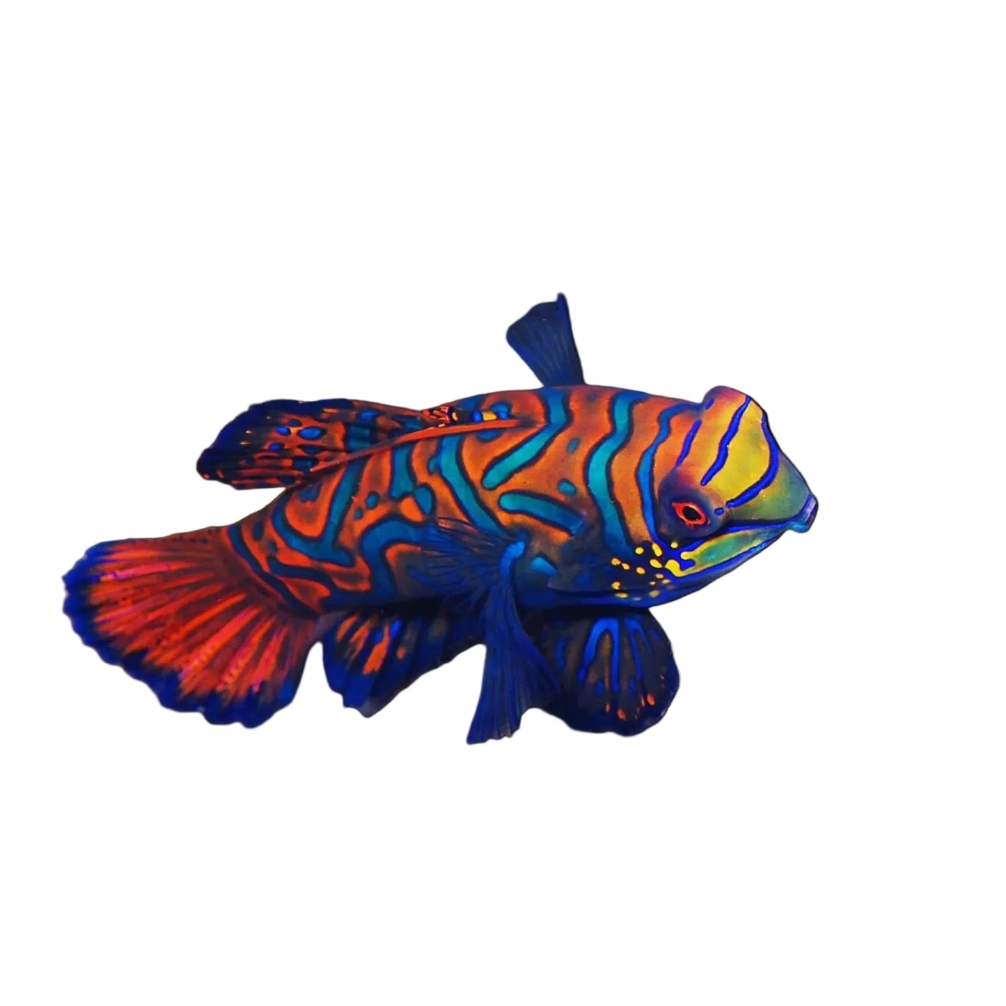 Blue Mandarin
