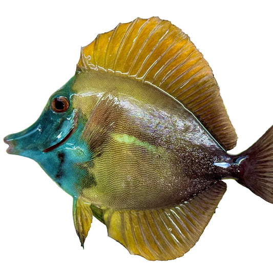 Hybrid Scopas Tang