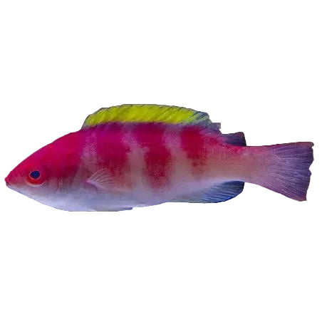 Yellowfin fairy-wrasse