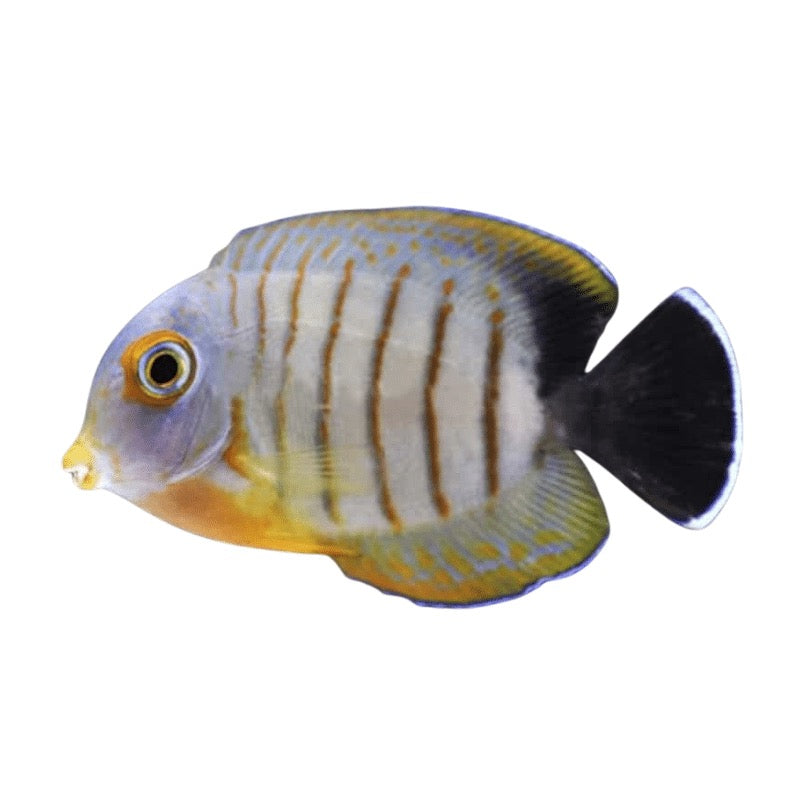 Mimic Eibli Tang
