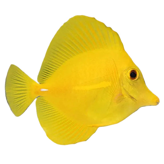 Yellow Tang