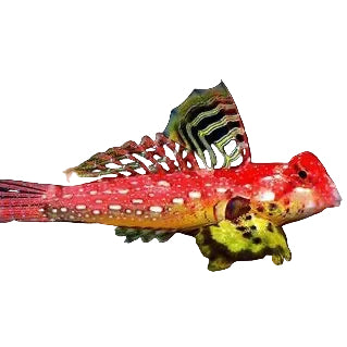 Red Ruby Scooter