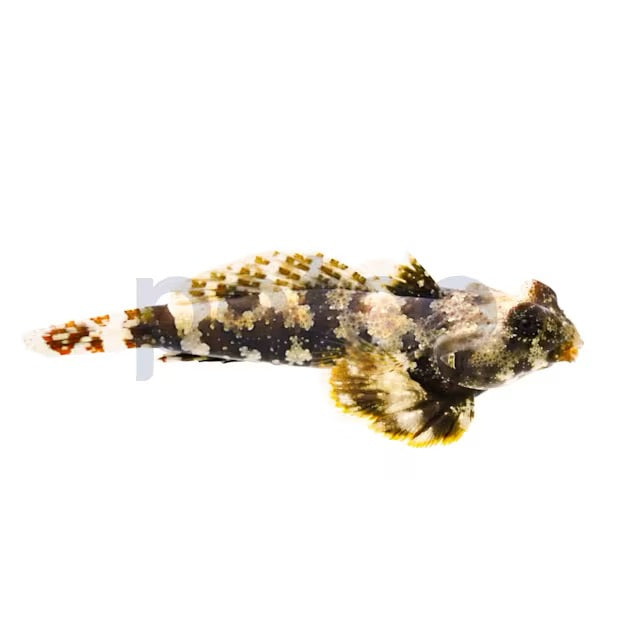 Scotter Blenny