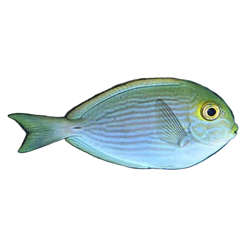 Mata Tang